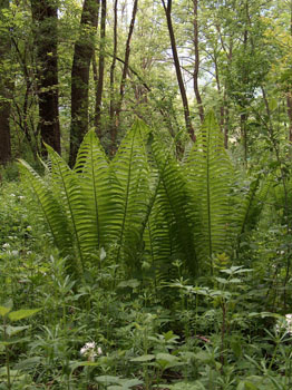 Matteuccia struthiopteris / Felce penna di Struzzo